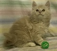 Maine Coon kittens for sale